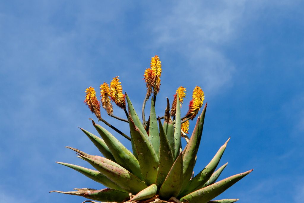 Aloe Vera - Aloe Vera Gel-Aloe vera BiH